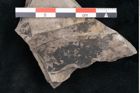 Foto (Detailansicht) von Haastia speciosa Ettingshausen (NHMW-GEO-2024-0188-10214)